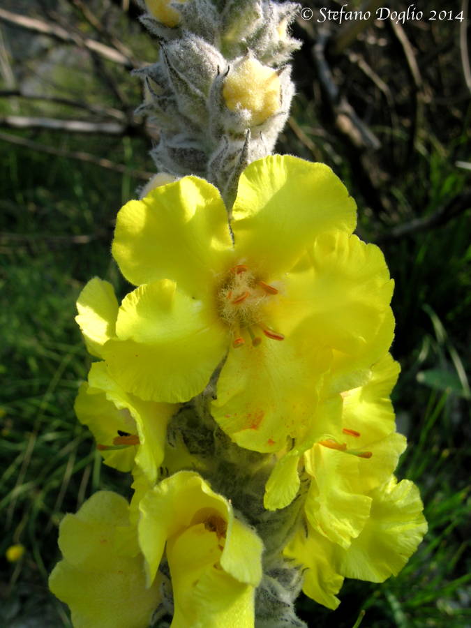 Thapsus phlomoides